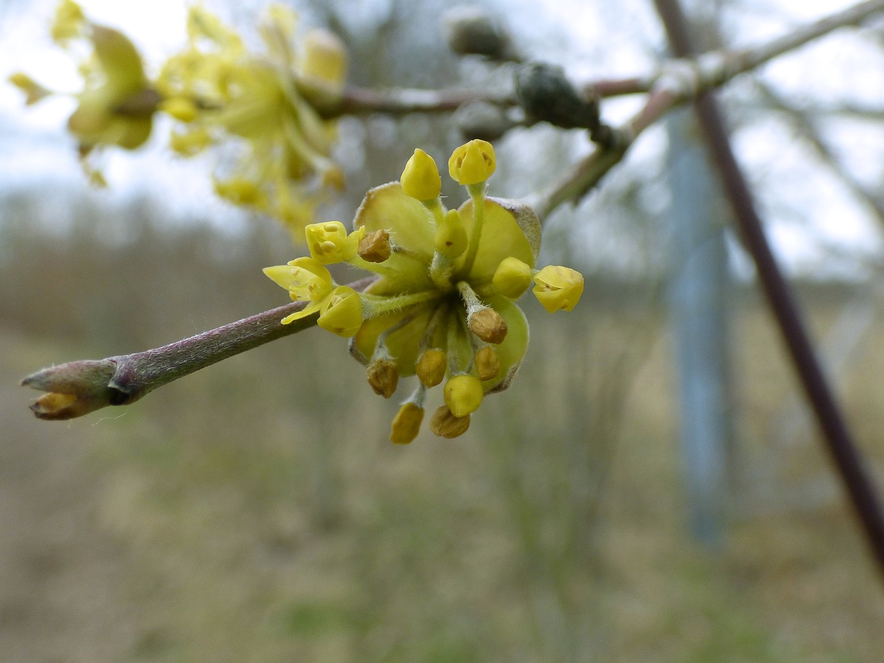 tree  nature  flower free photo