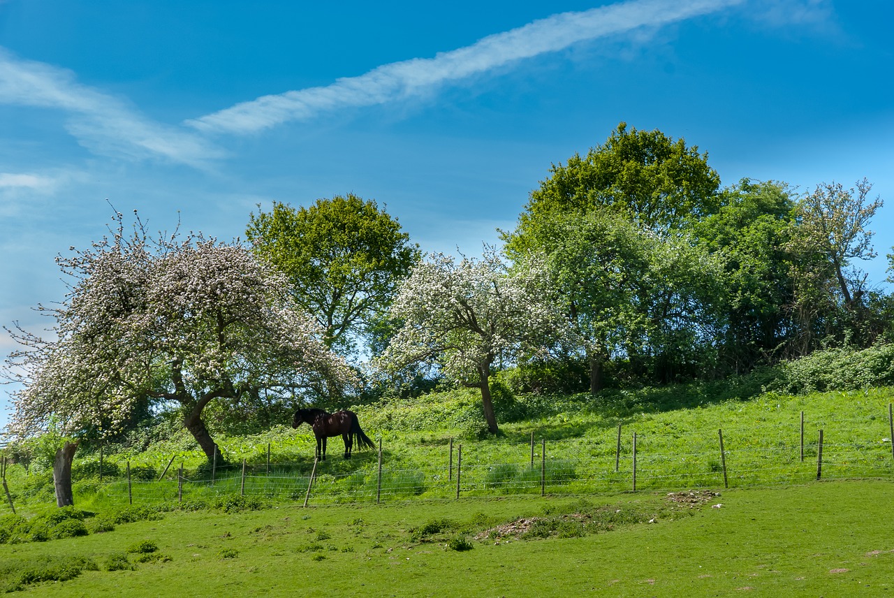 tree  lawn  nature free photo