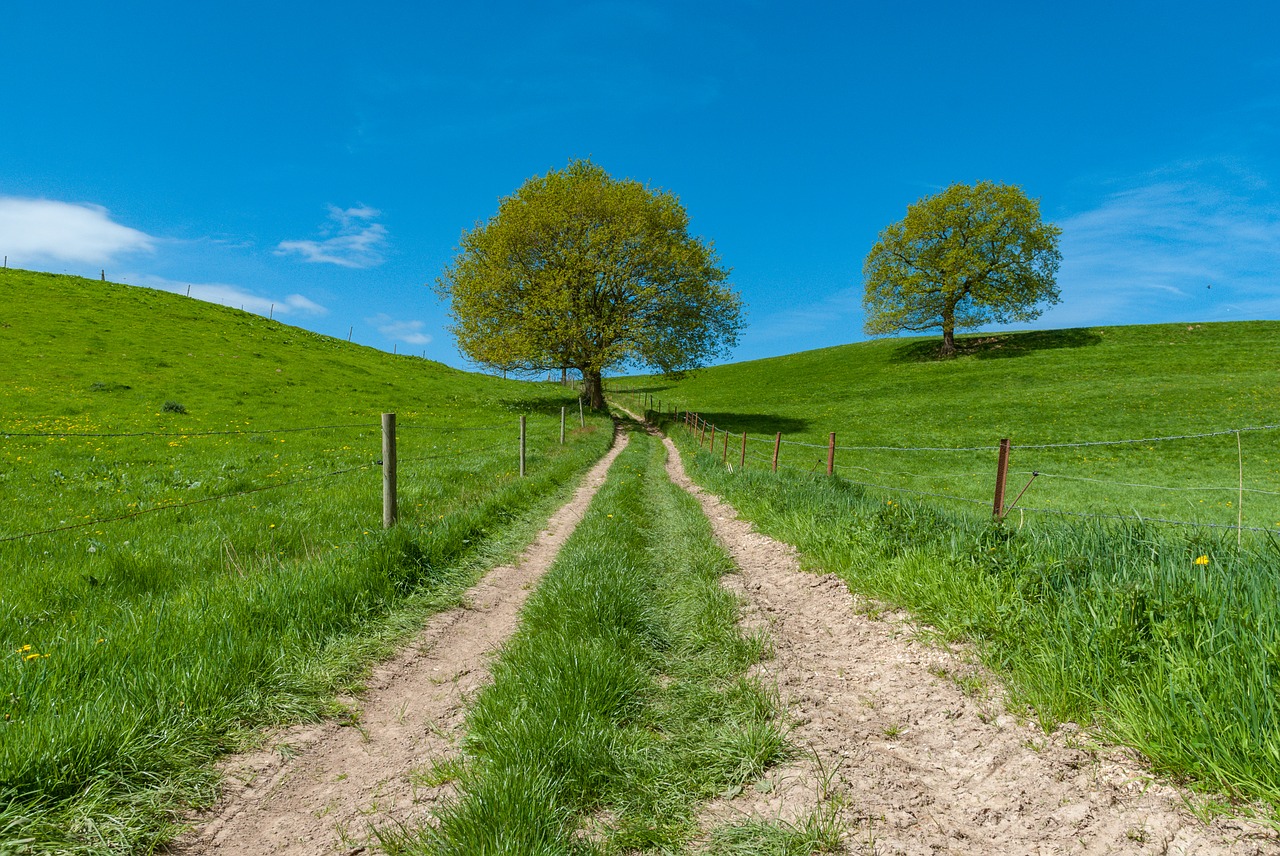 tree  lawn  nature free photo