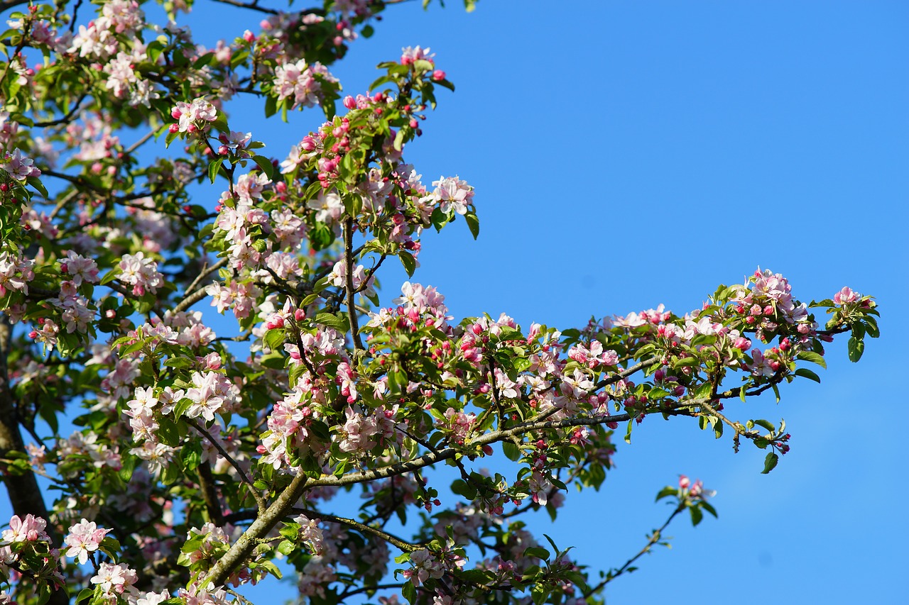 tree  flower  branch free photo