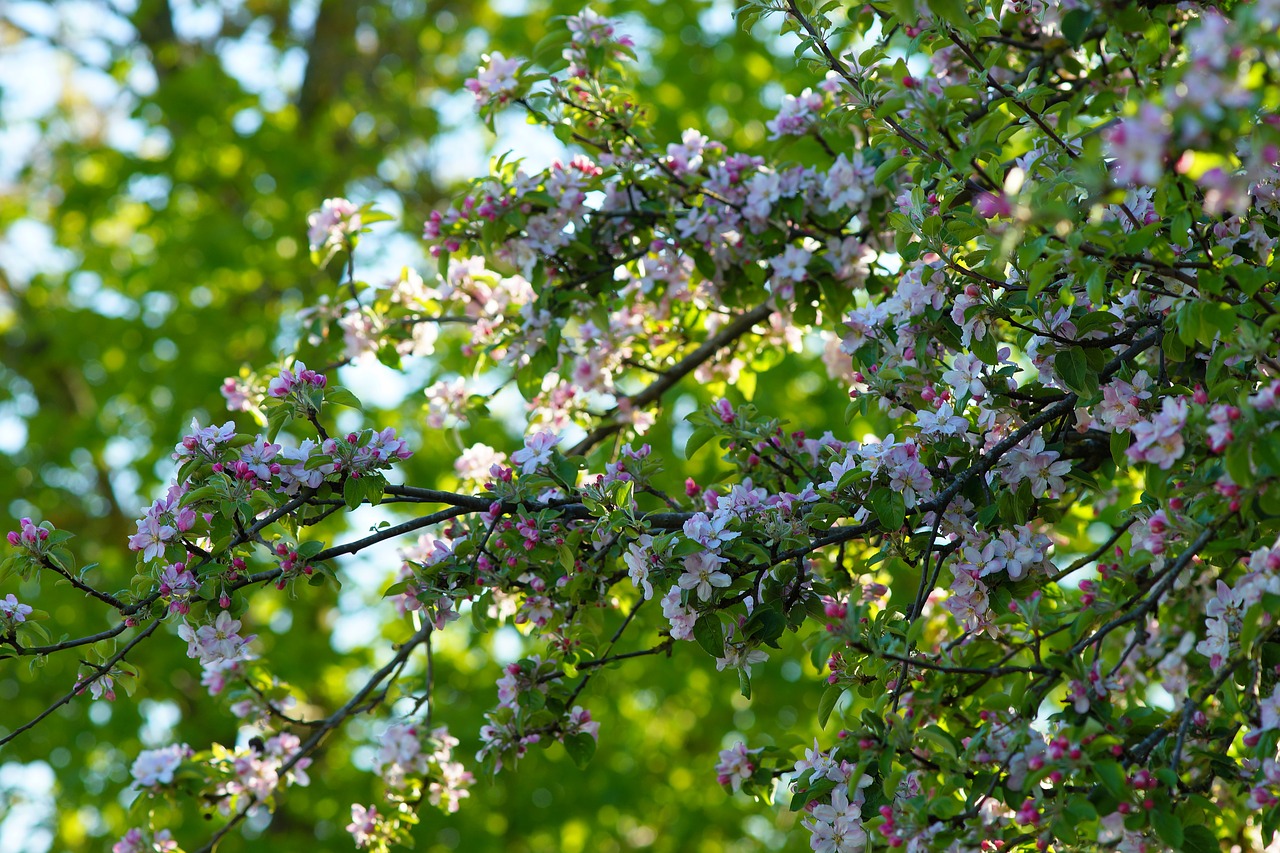 tree  flower  branch free photo