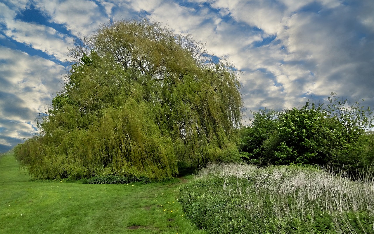 tree  willow tree  nature free photo