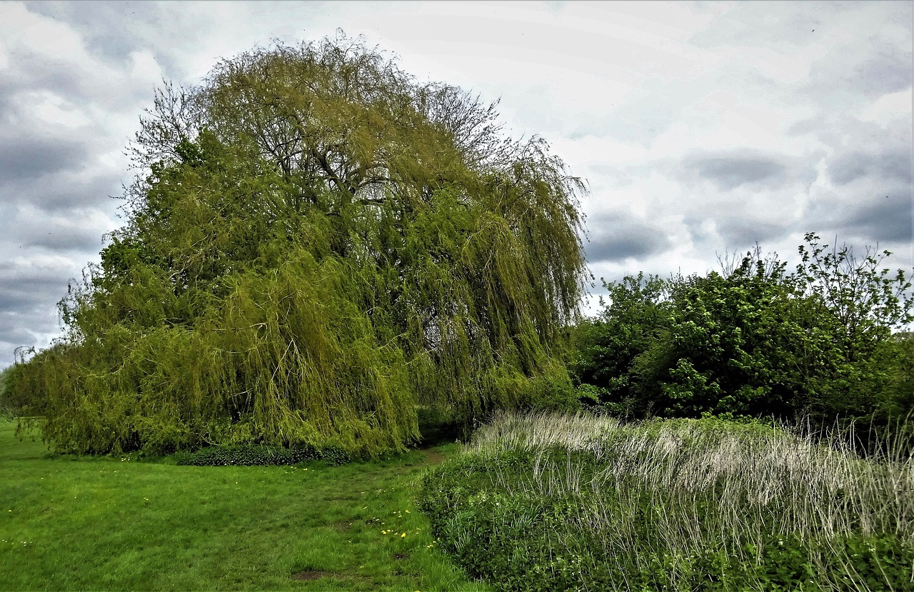 tree  sky  nature free photo