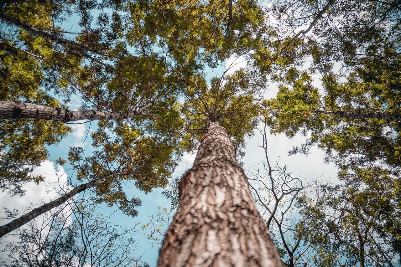 tree  nature  wood free photo