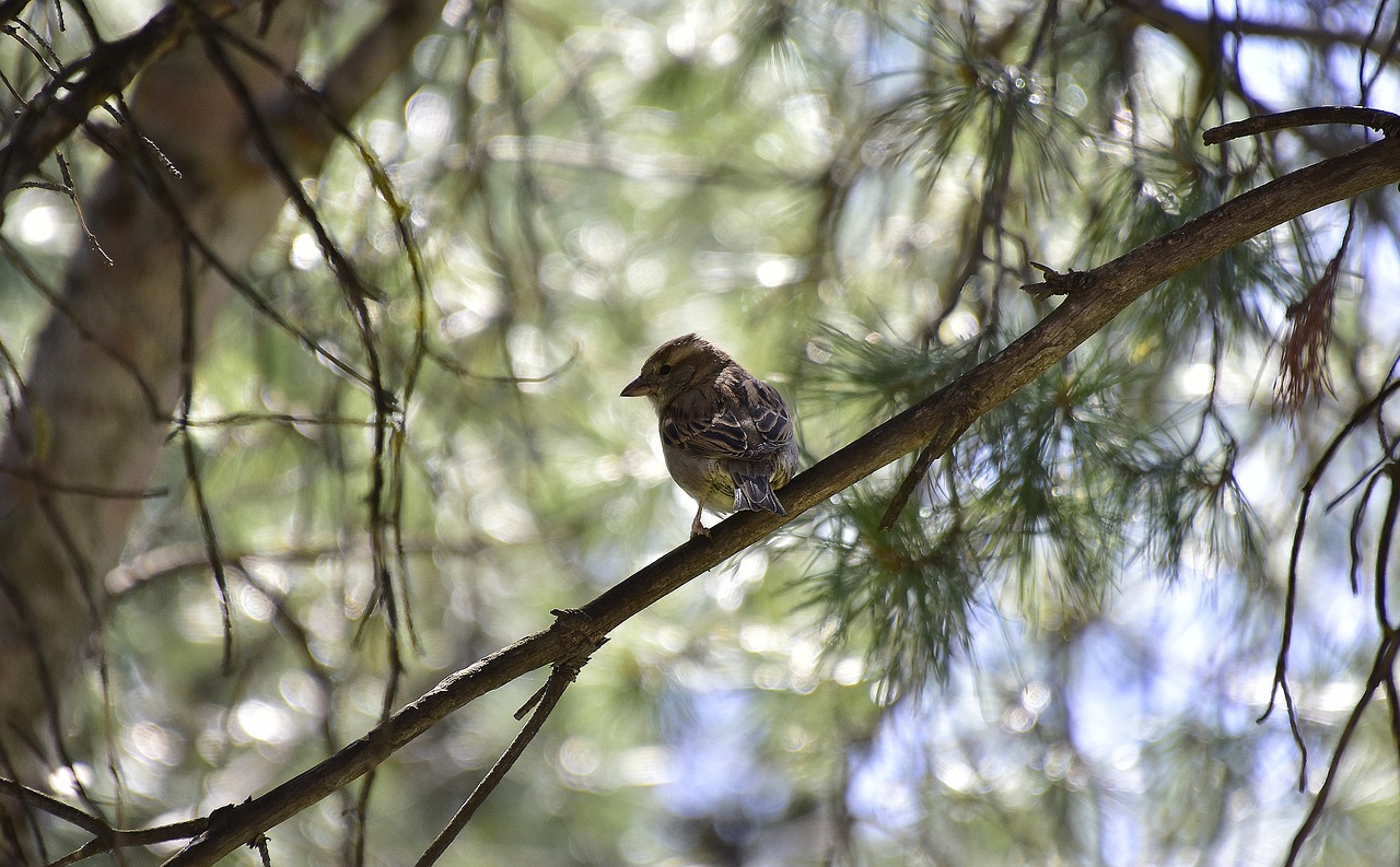 tree  birds  nature free photo