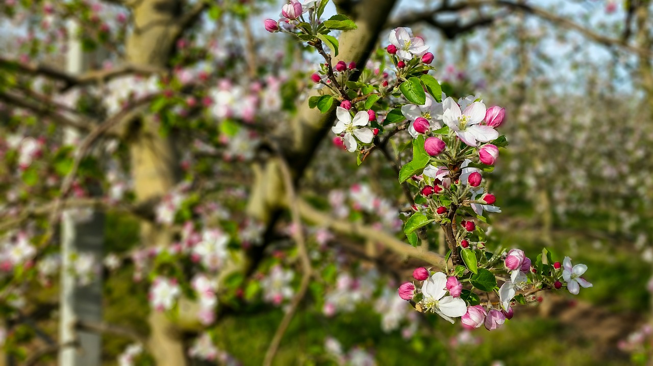 tree  nature  flower free photo