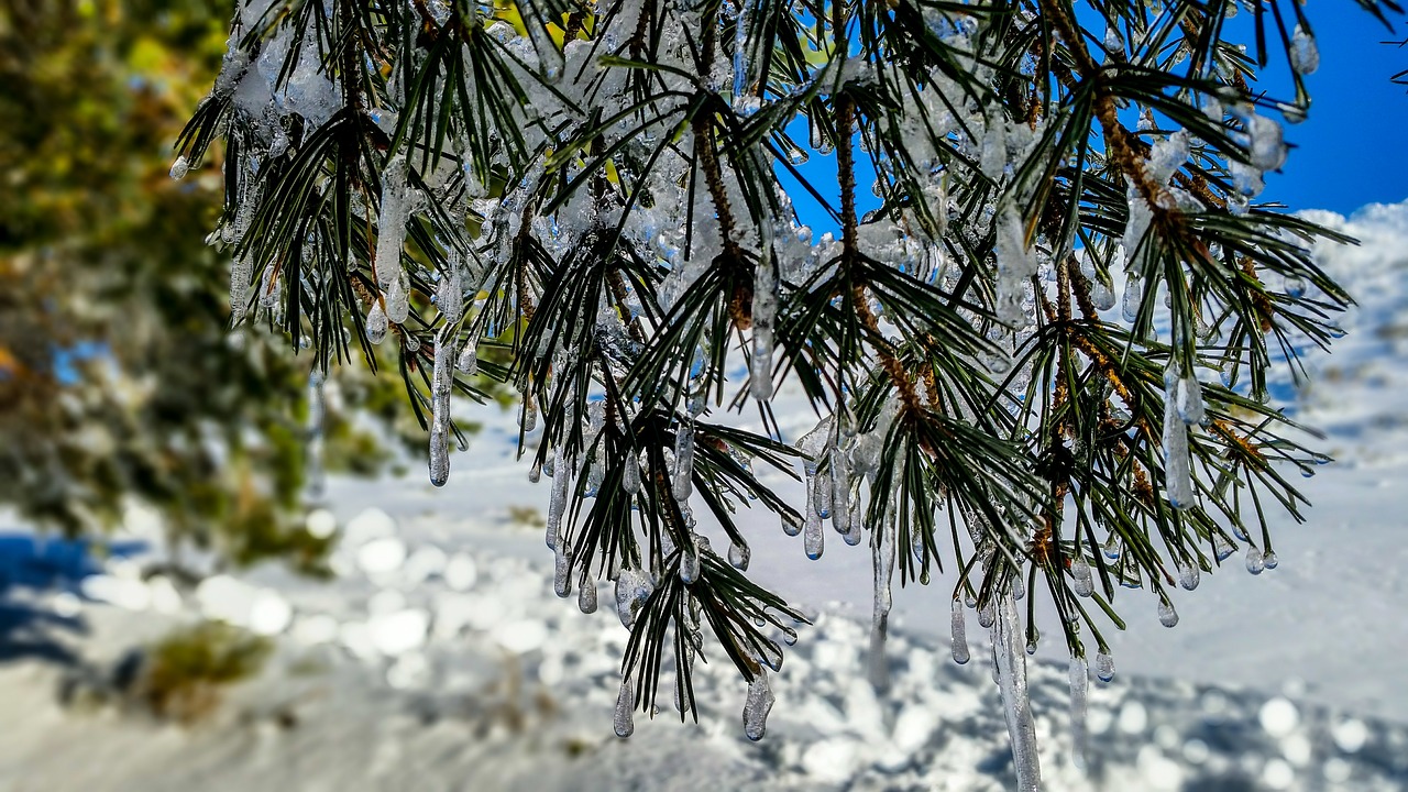 tree  nature  outdoors free photo