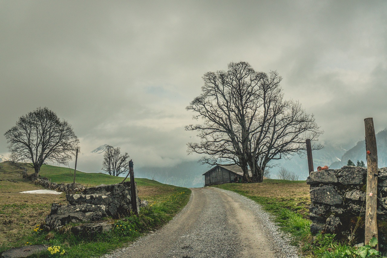 tree  grass  landscape free photo