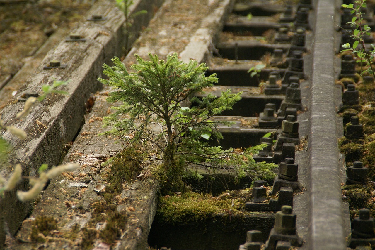 tree  rail  moss free photo