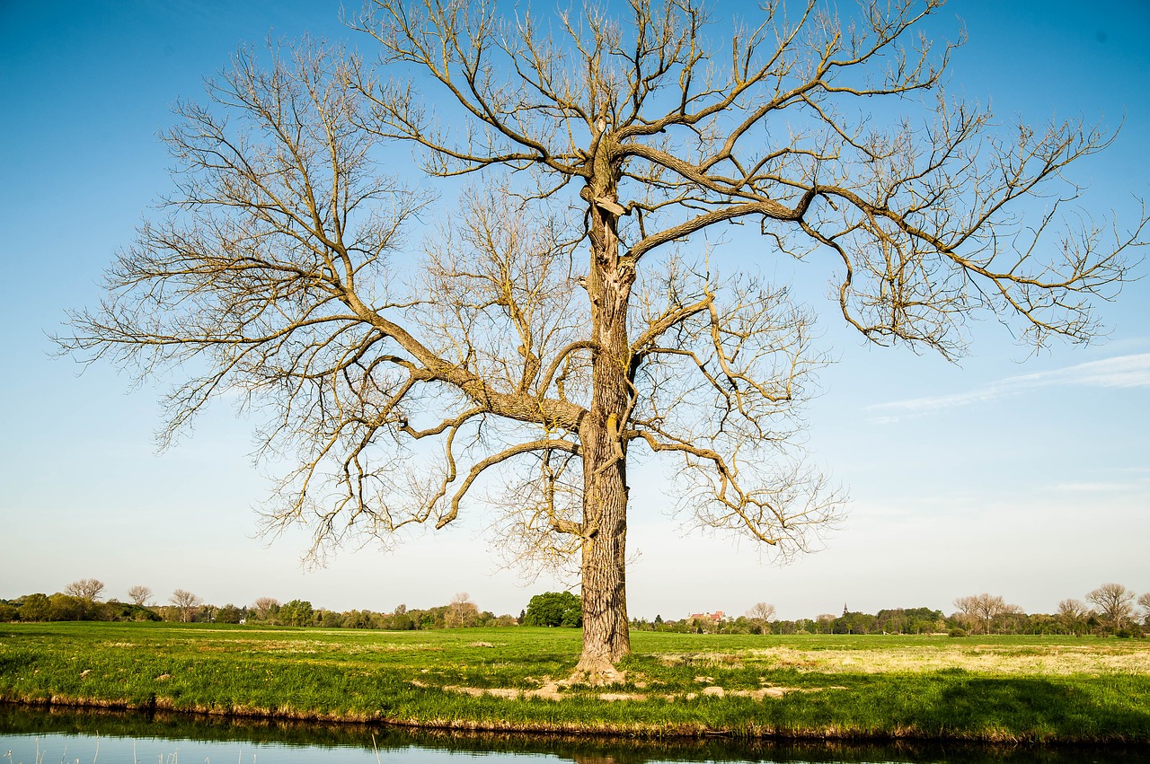 tree  old  aesthetic free photo