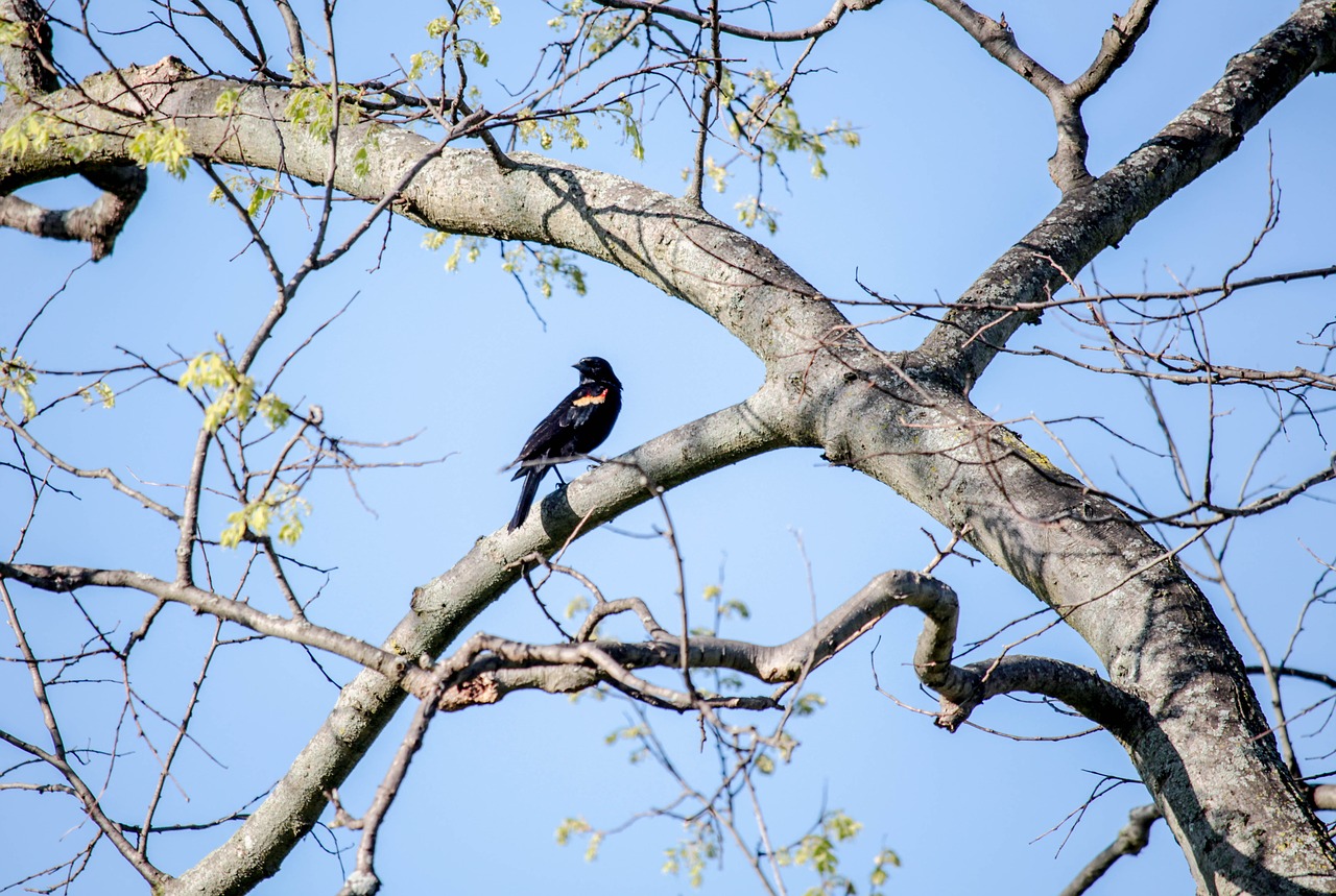 tree  nature  bird free photo