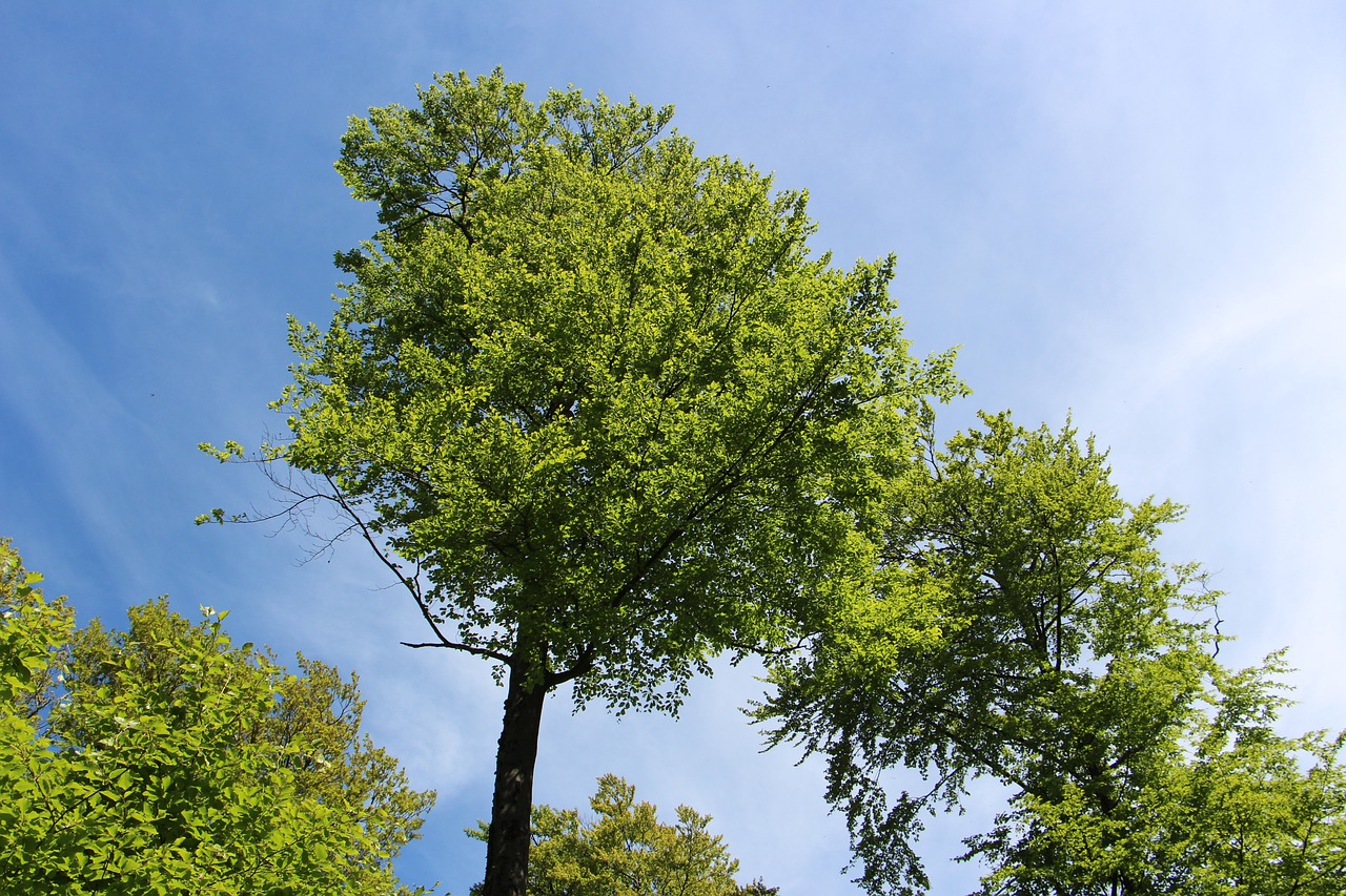 tree  nature  wood free photo