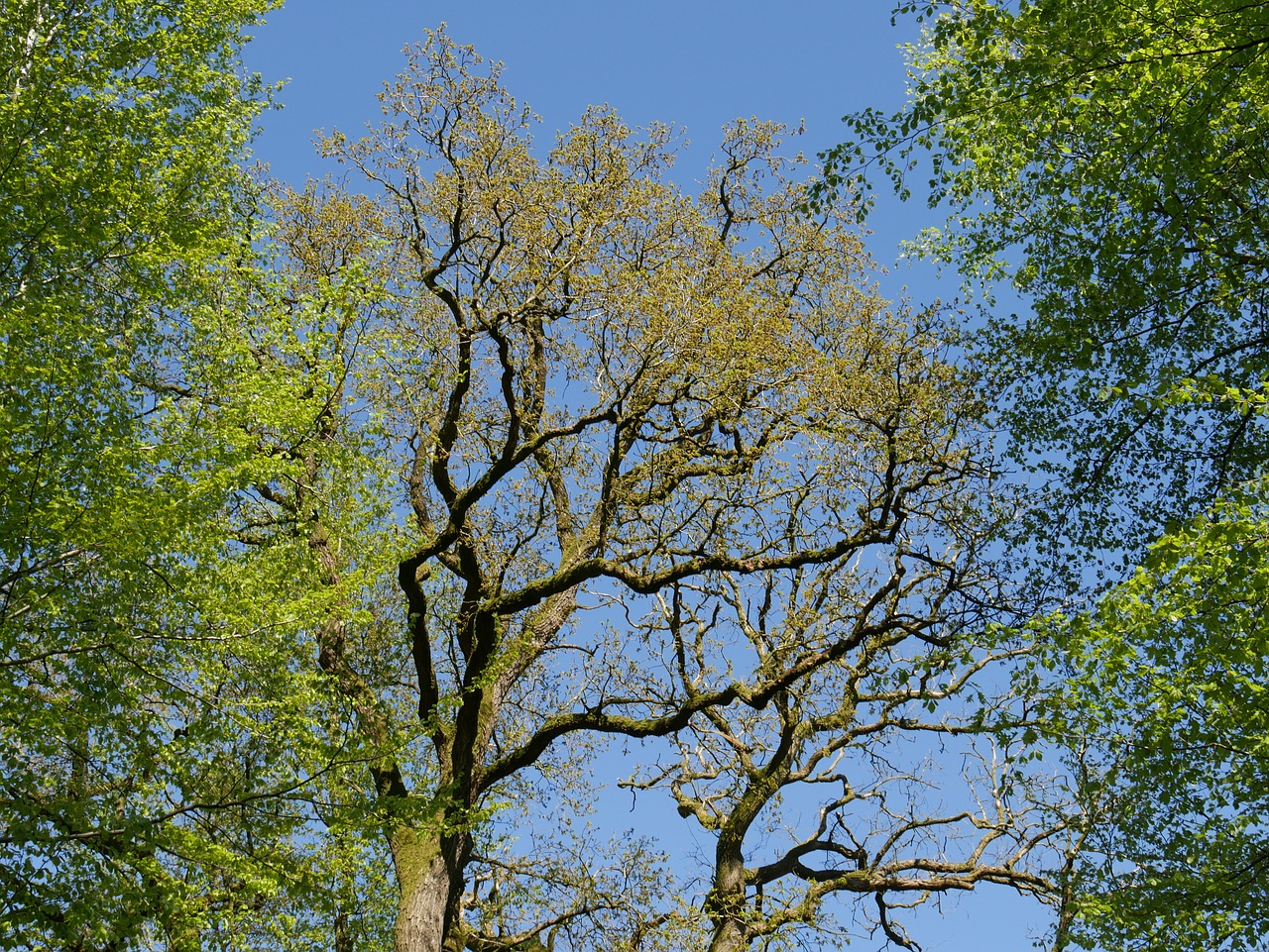 tree  wood  landscape free photo