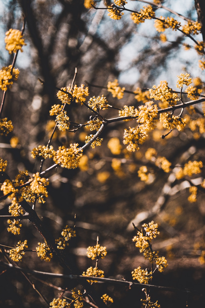 tree  branch  flower free photo