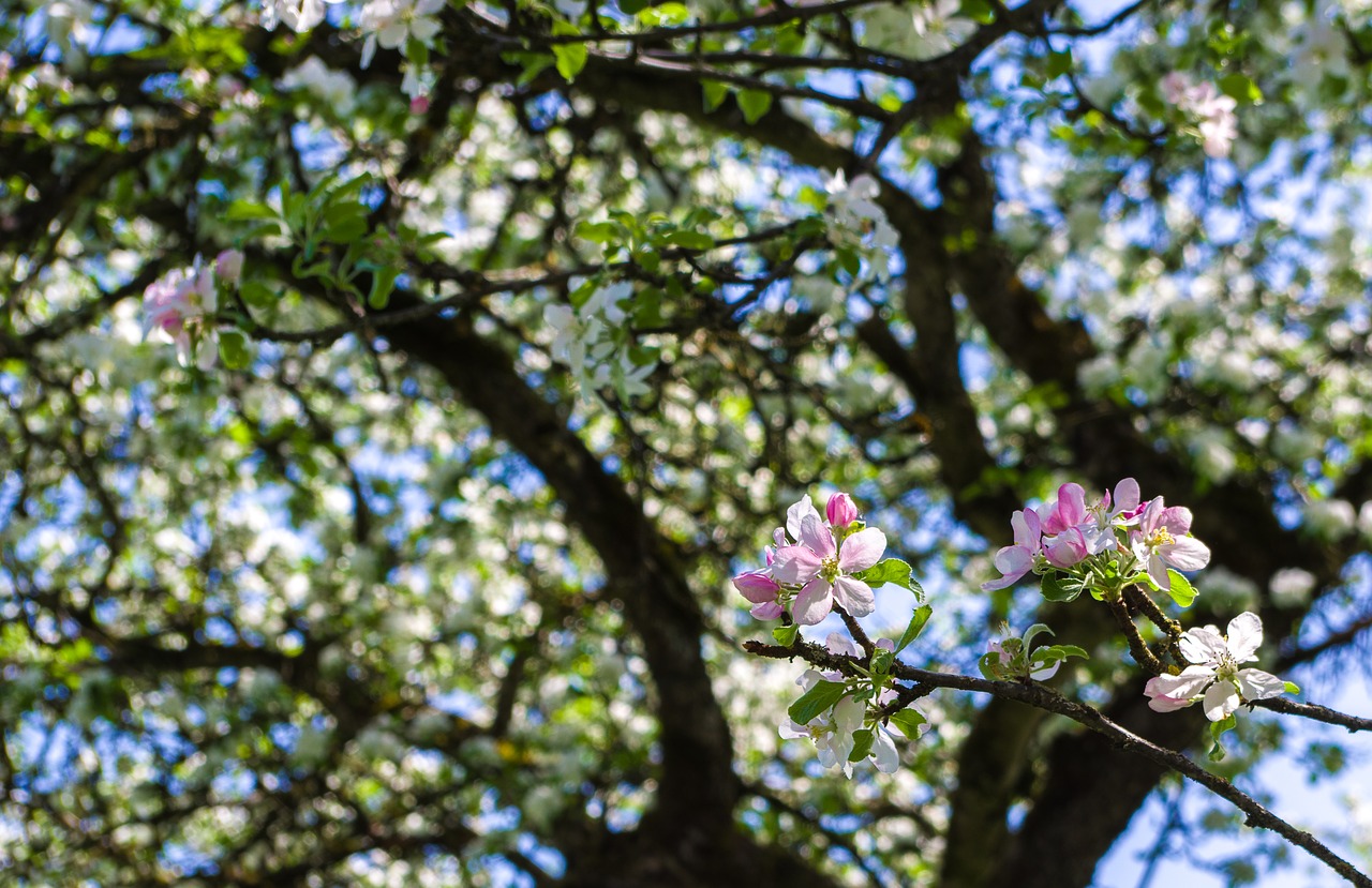 tree  flower  nature free photo