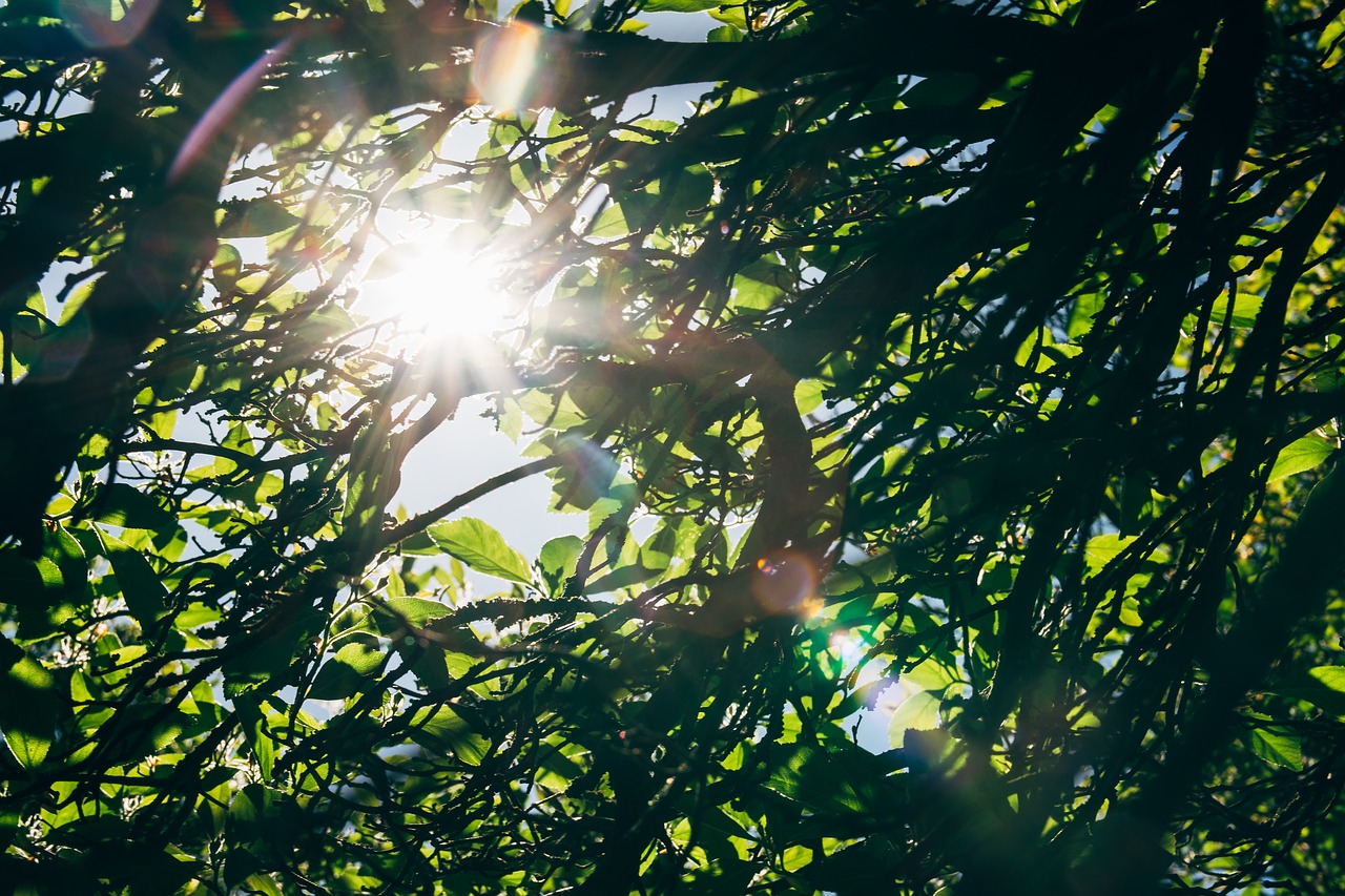 tree  leaf  foliage free photo