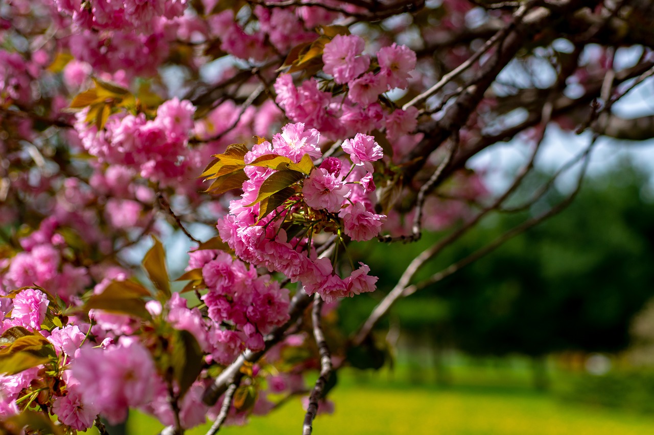 tree  flower  nature free photo