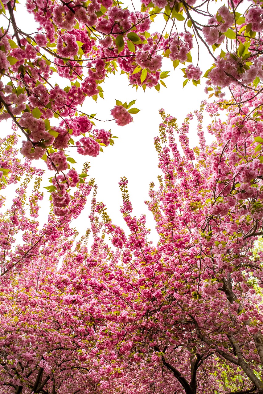 tree  flower  season free photo