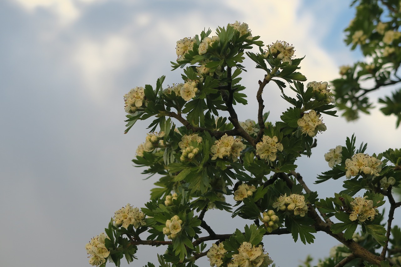 tree  plant  nature free photo