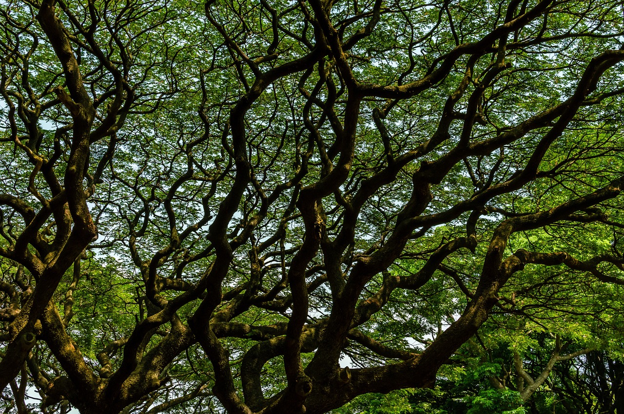 tree branch maze free photo