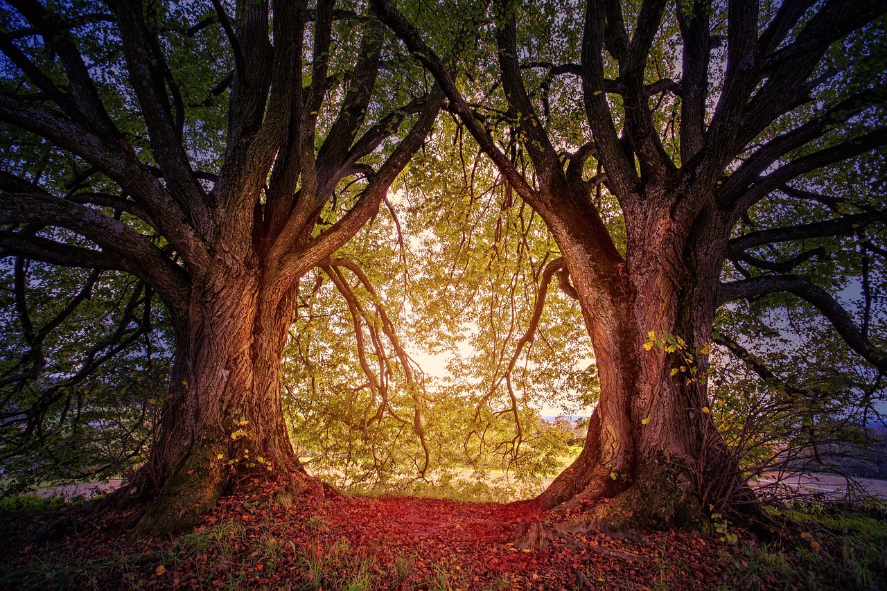 tree  nature  hill free photo