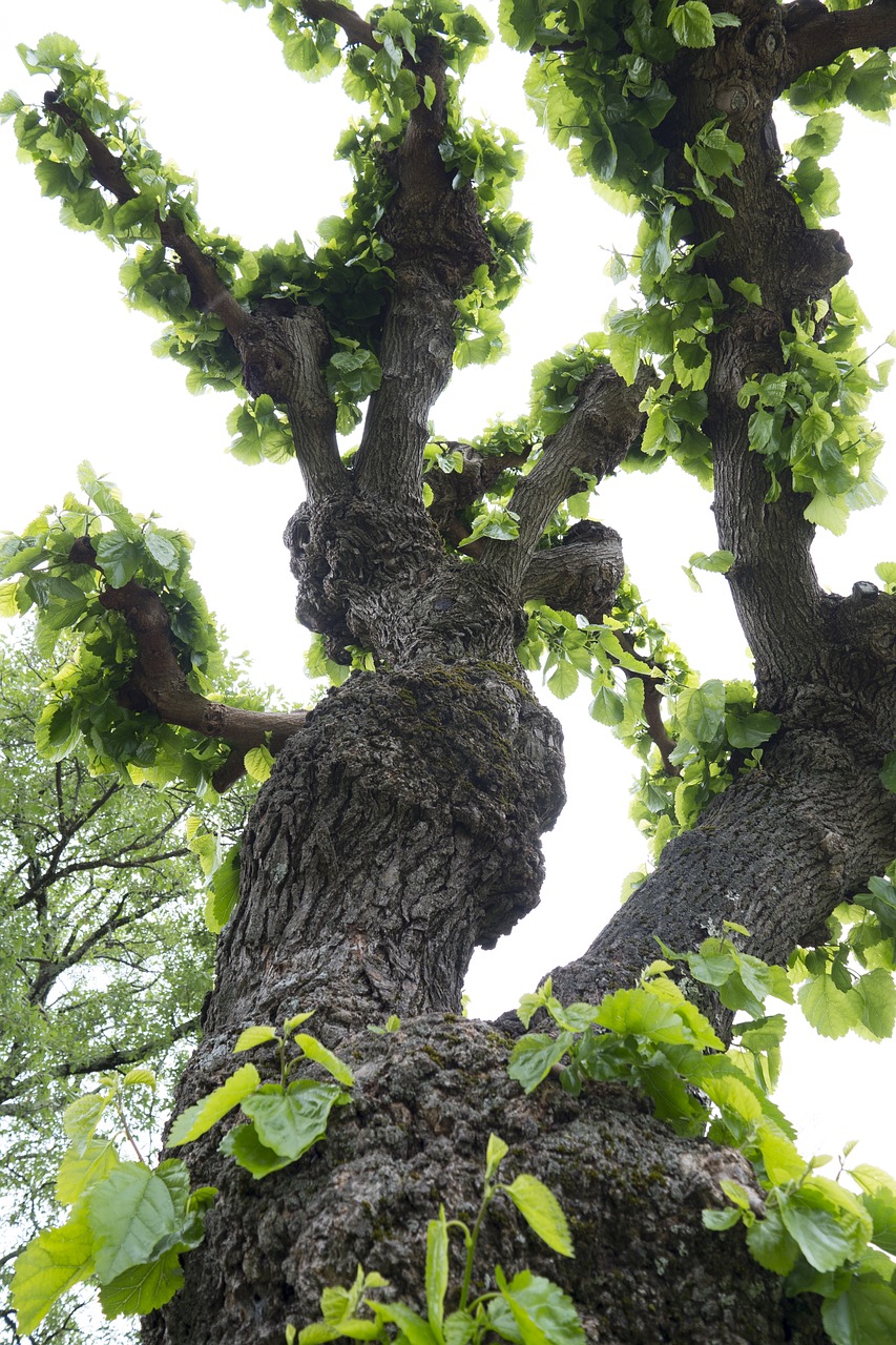 tree  nature  old tree free photo