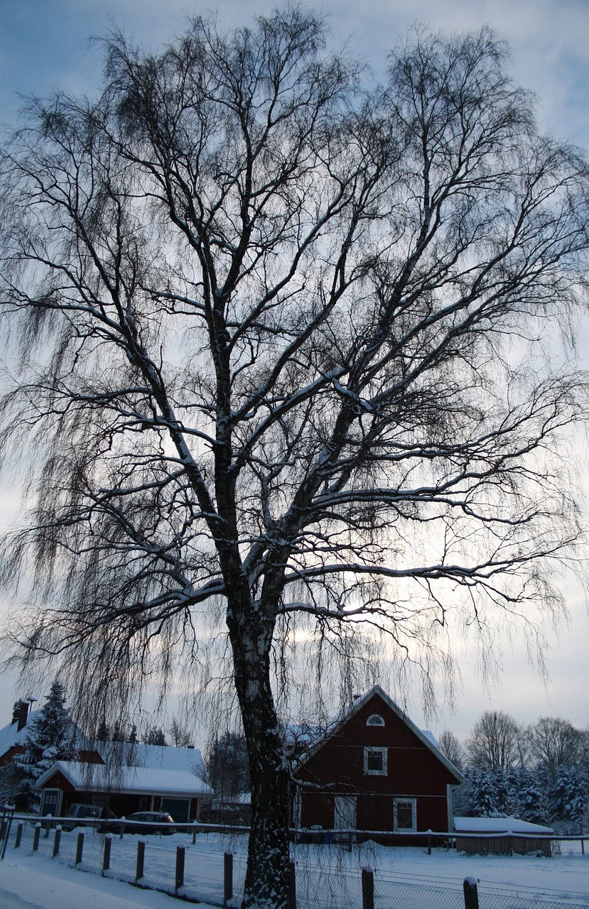 tree light winter free photo