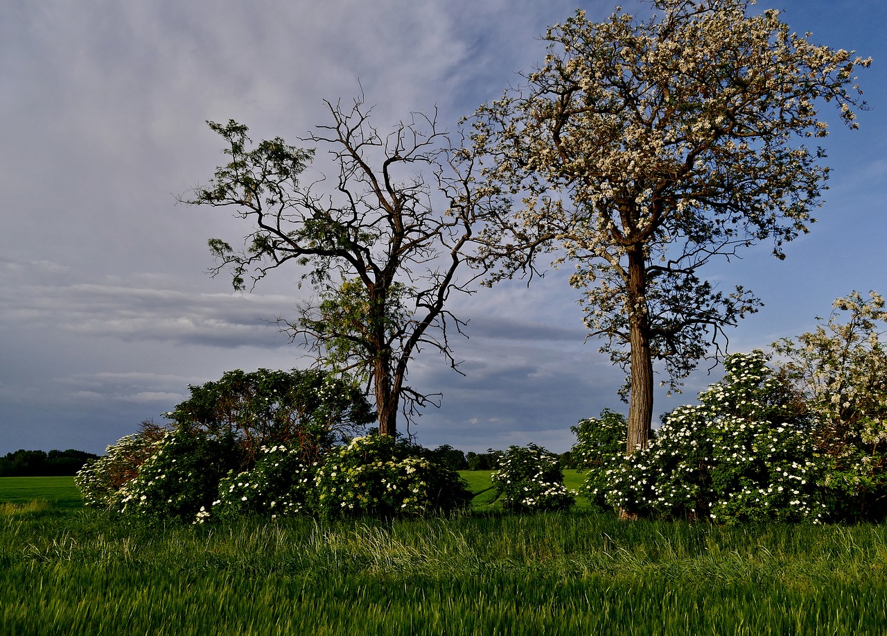 tree  trees  acacia free photo