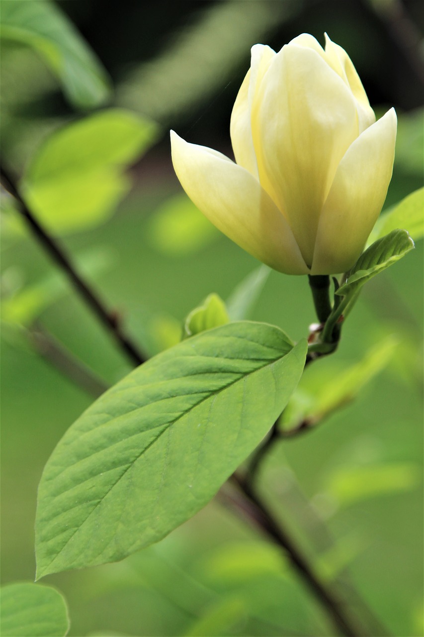 tree  flower  bloom free photo