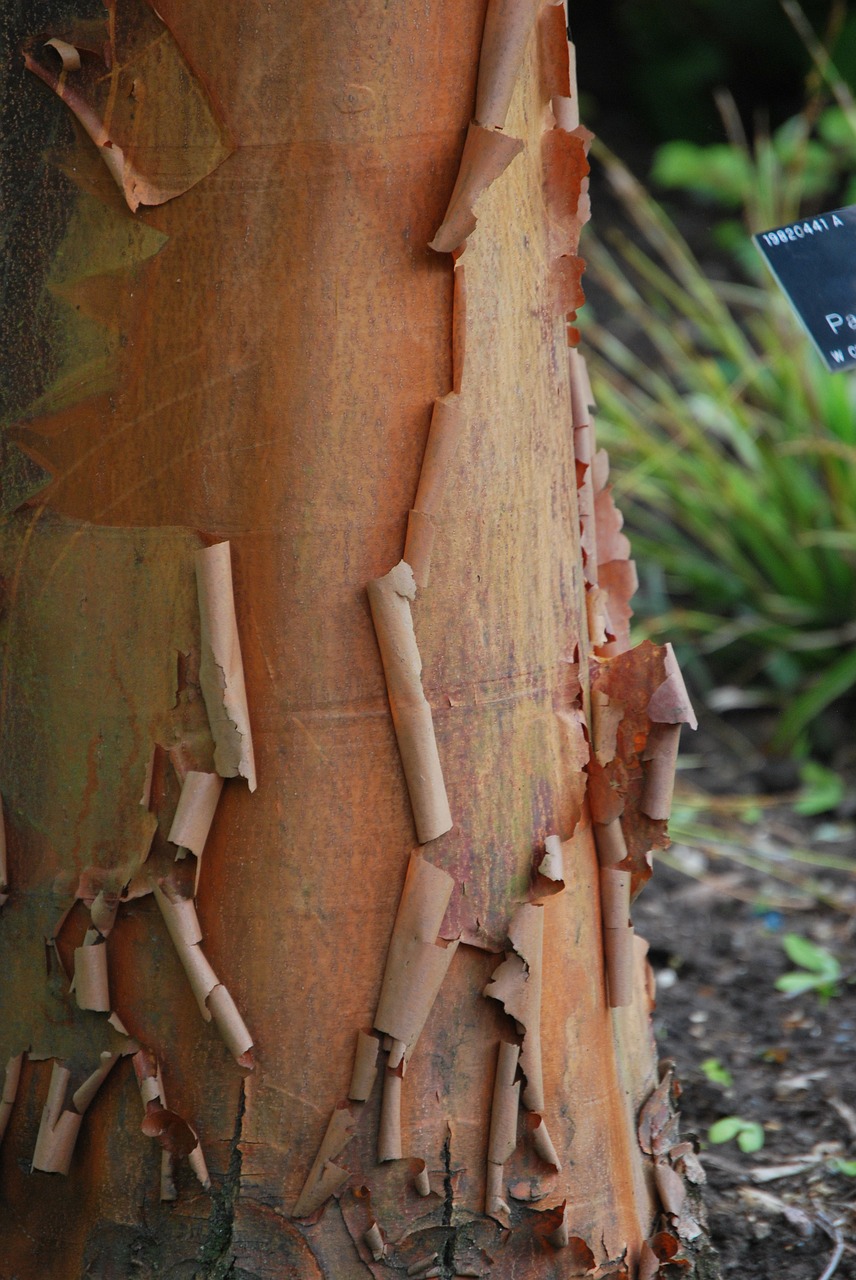 tree  peeling  release free photo