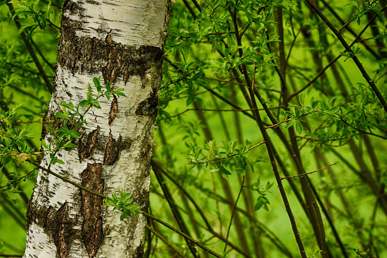 tree  wood  birch free photo