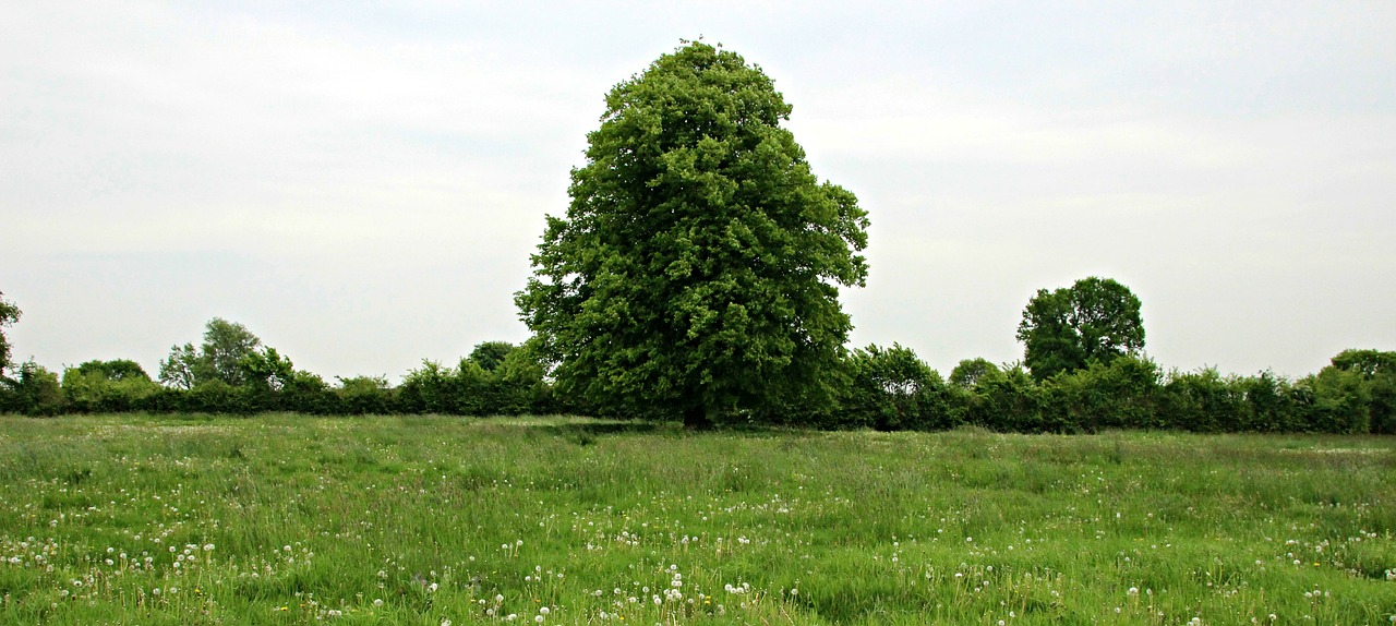 tree meadow landscape free photo