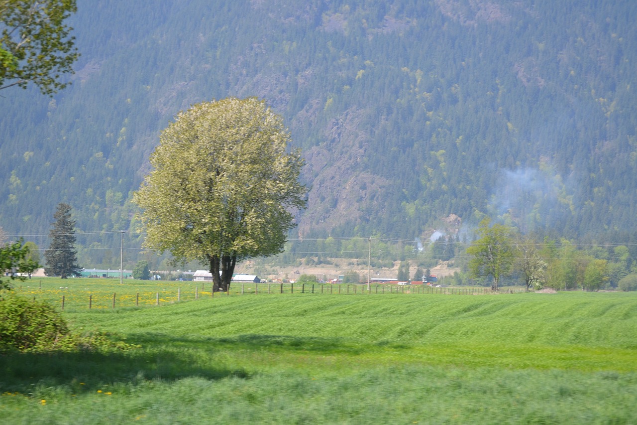 tree  field  spring free photo