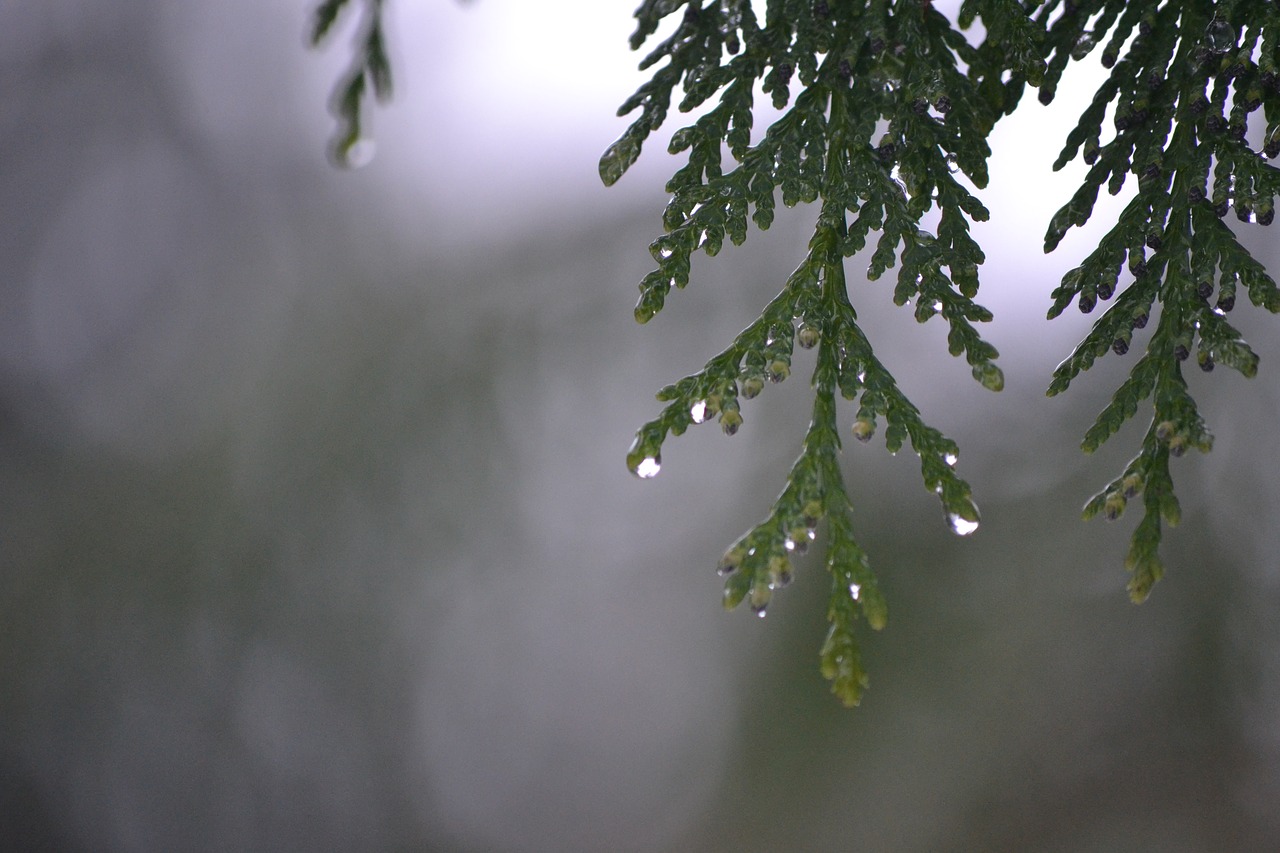 tree  rain  dripping free photo