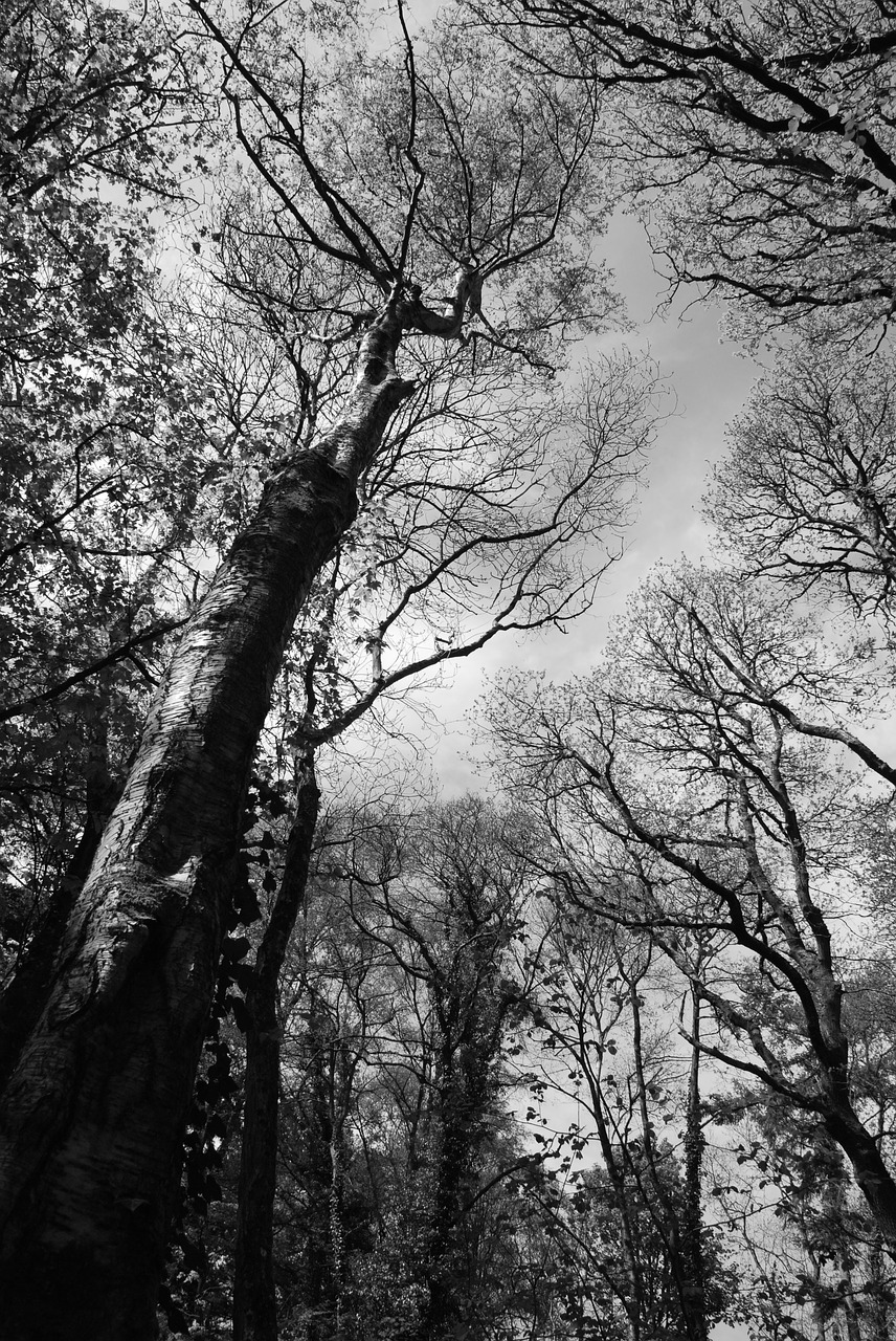 tree  canopy  woodland free photo