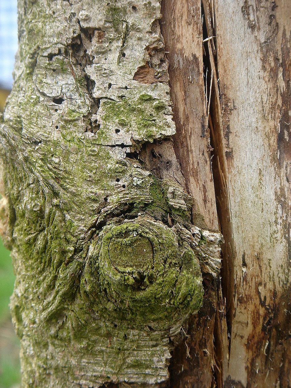 tree old bark free photo