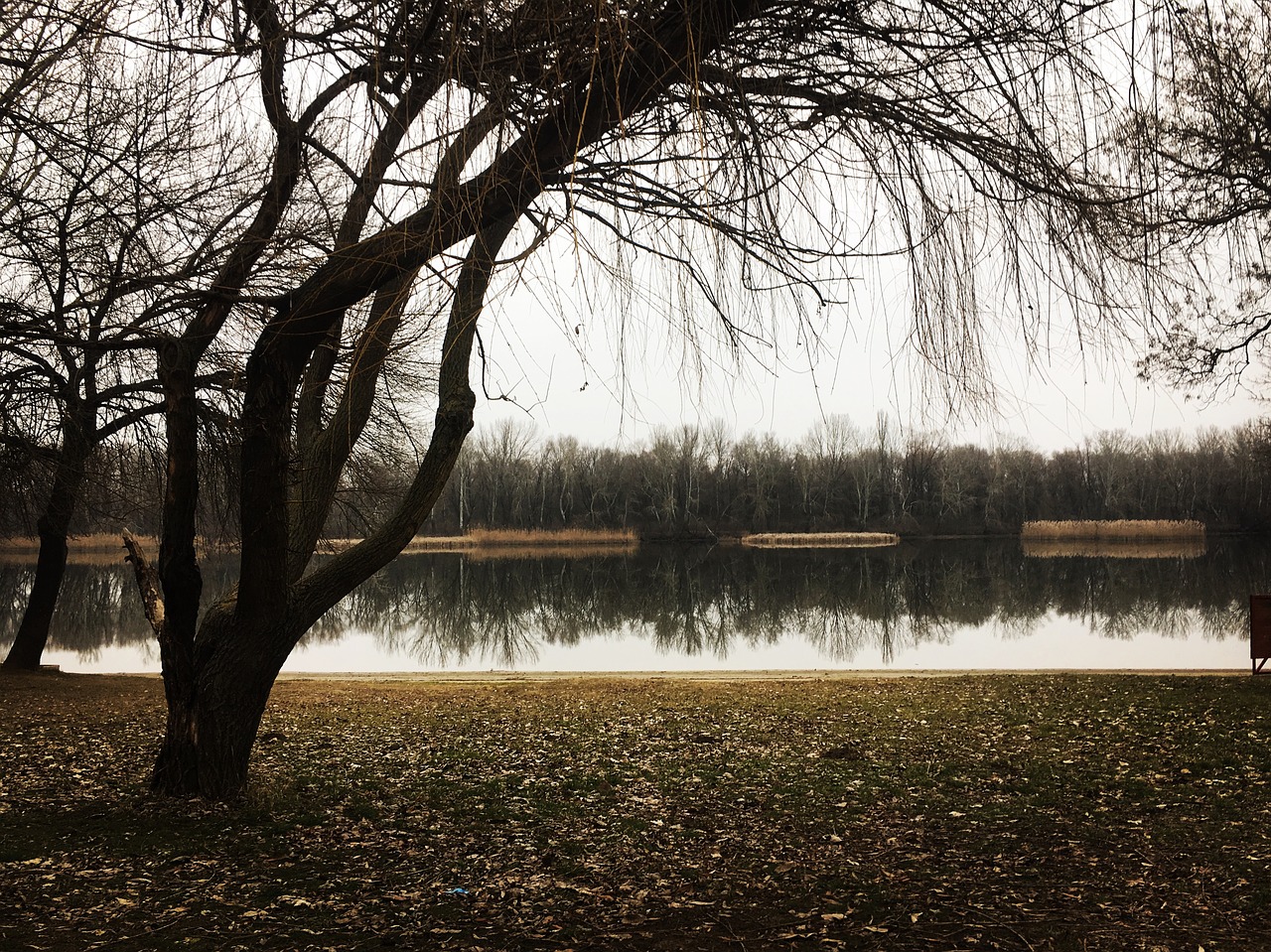 tree  wood  nature free photo