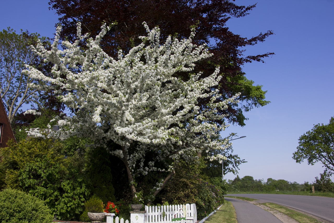 tree  fruit  garden free photo