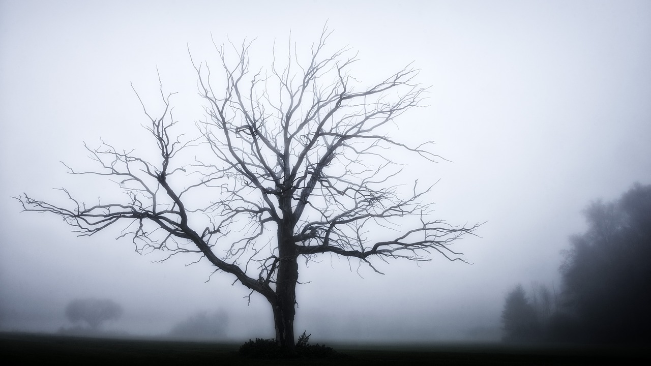 tree  fog  grey free photo