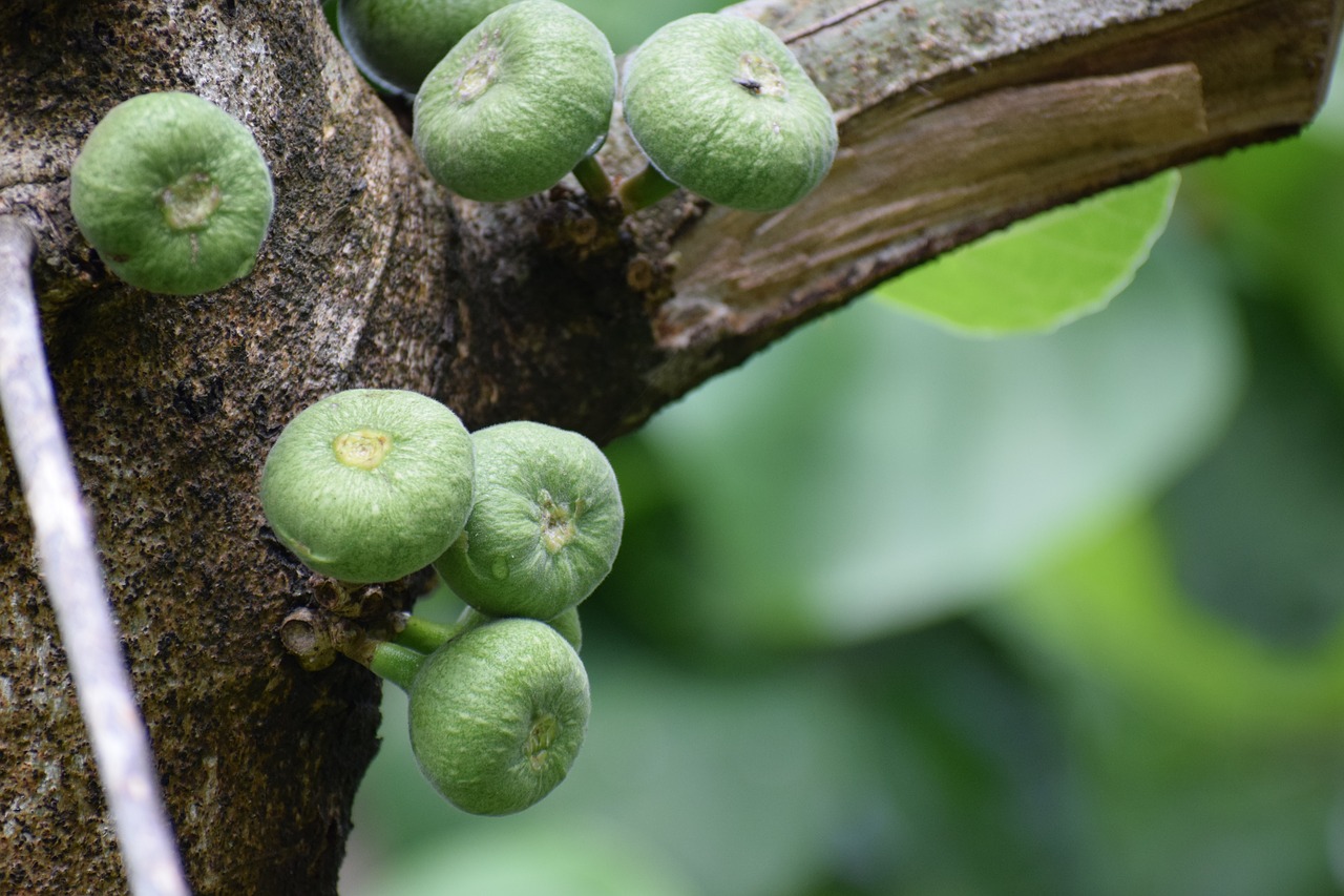 tree  fruits  wild free photo