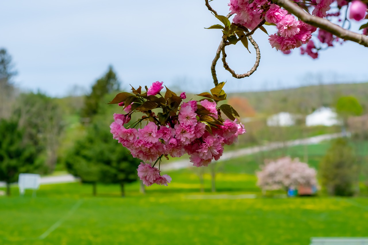 tree  blooming  springtime free photo