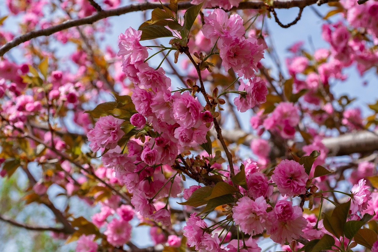 tree  blooming  springtime free photo