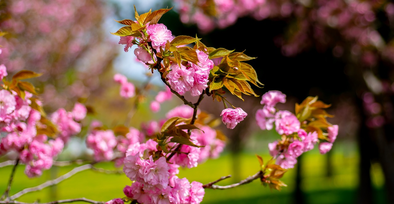 tree  blooming  springtime free photo