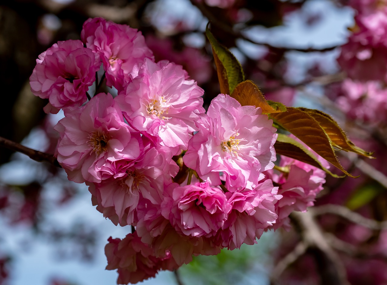 tree  blooming  springtime free photo