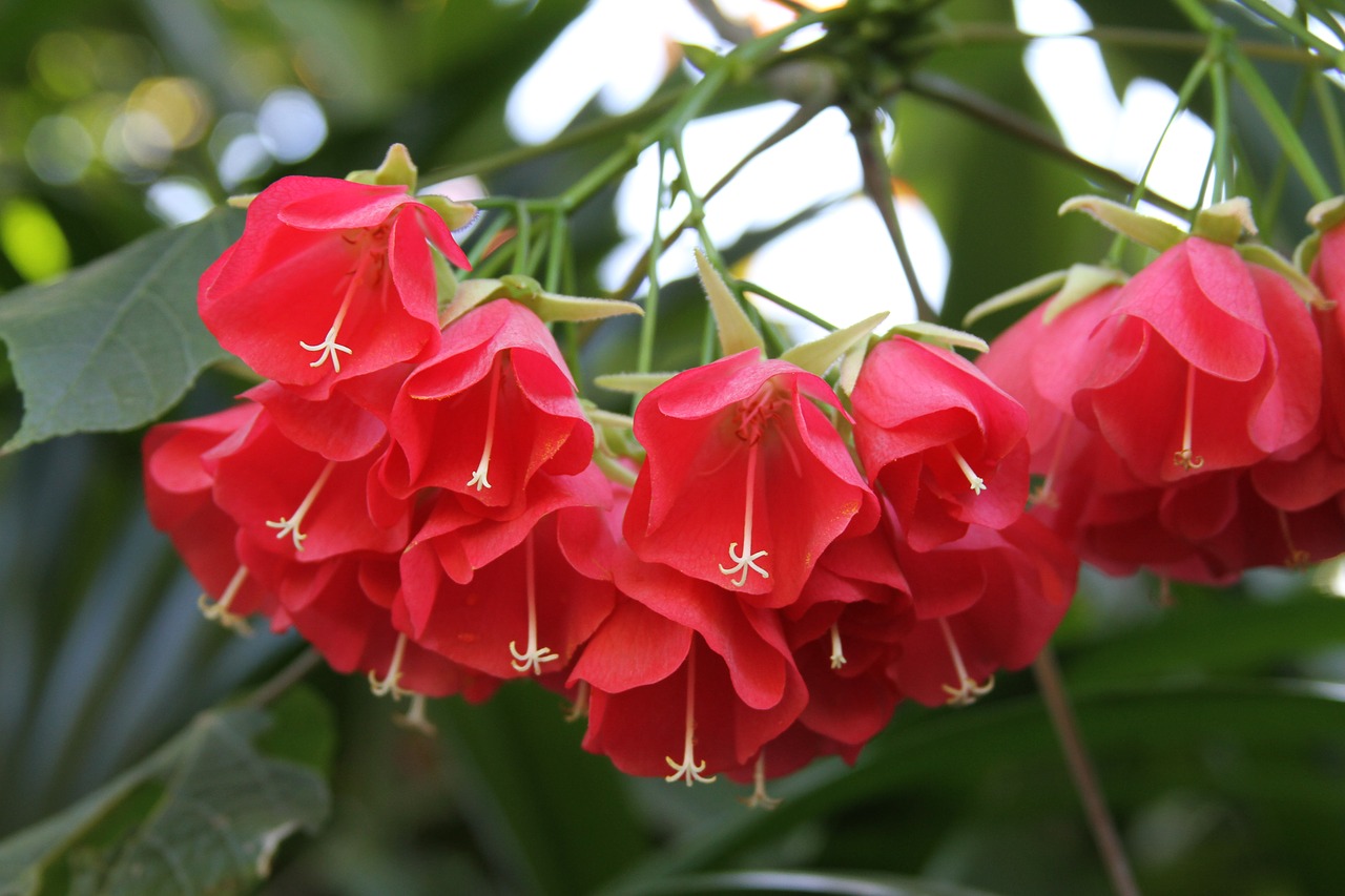 tree  flowers  australia free photo