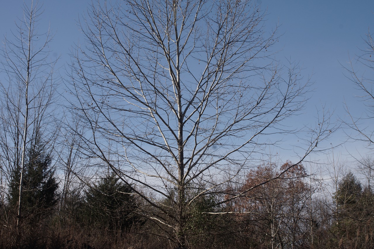 tree  outdoor  life free photo