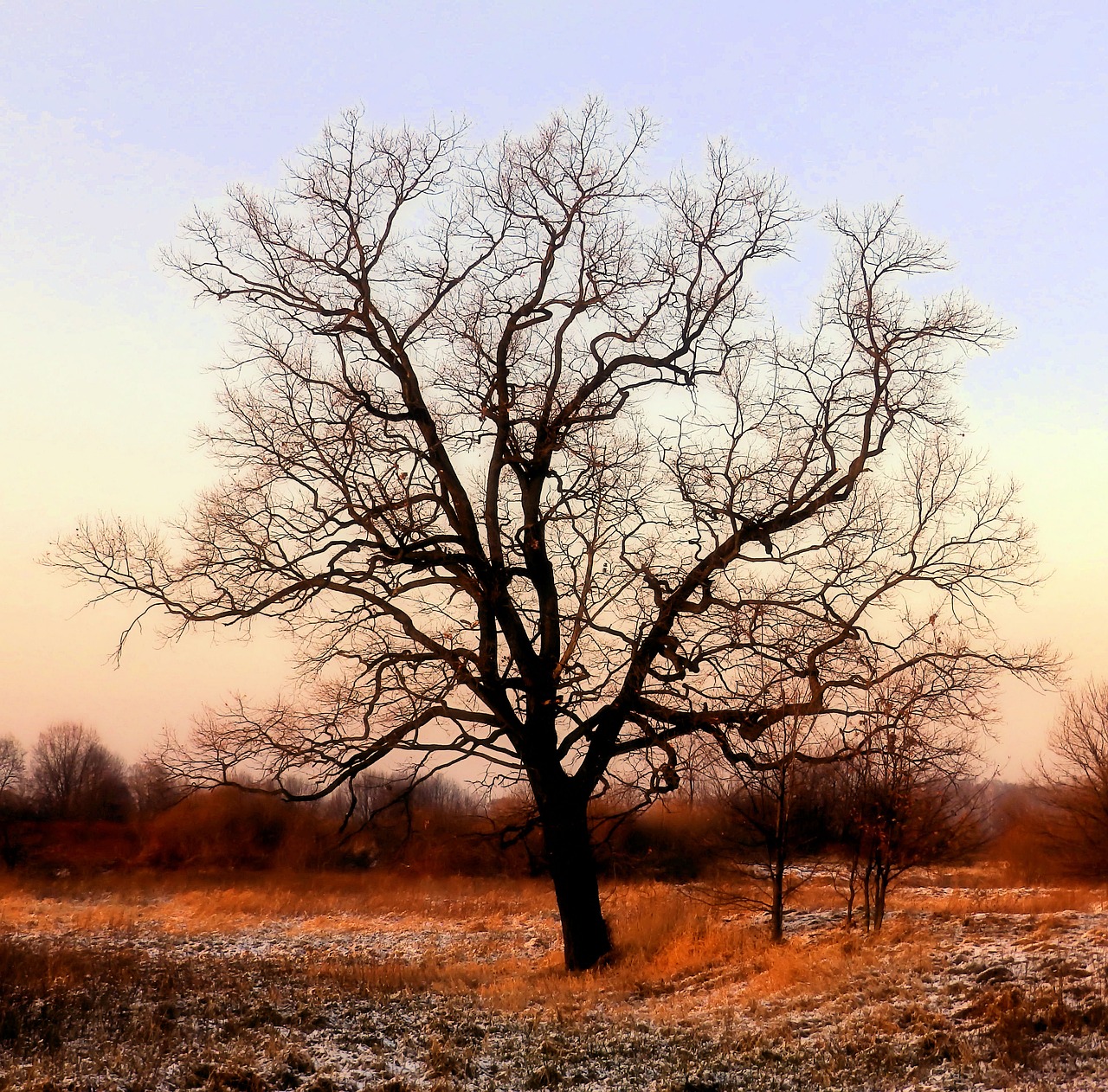 tree  autumn  rust free photo