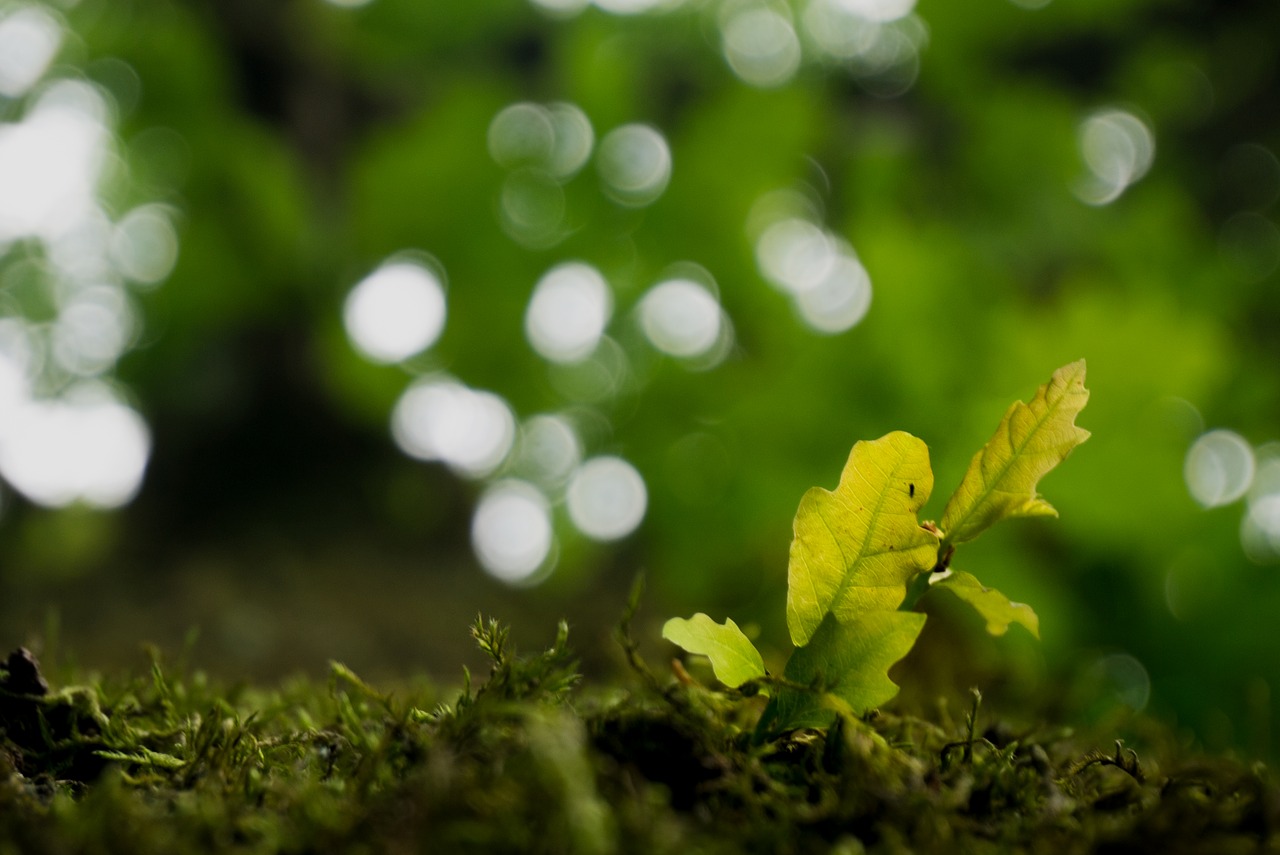 tree  nature  leaf free photo