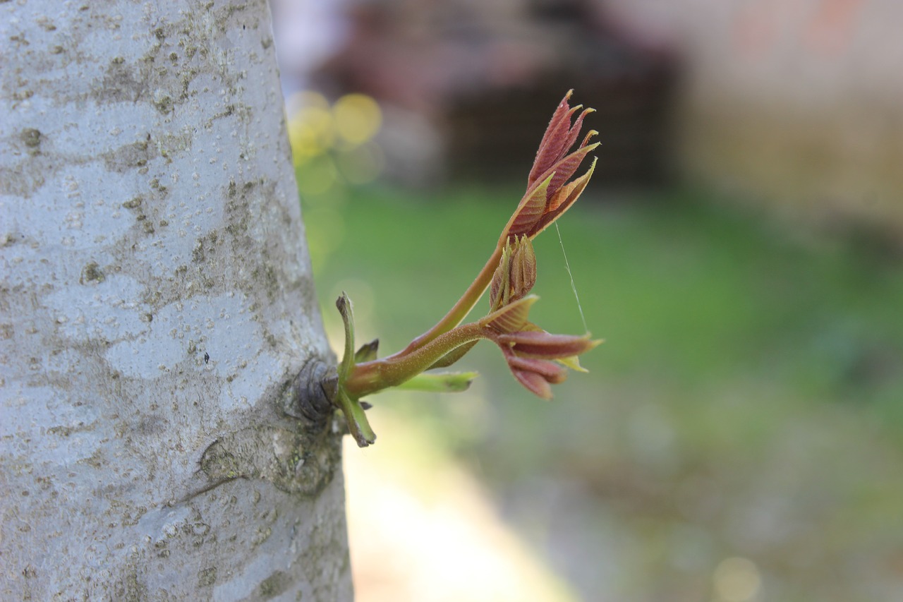 tree  sprout  nature free photo