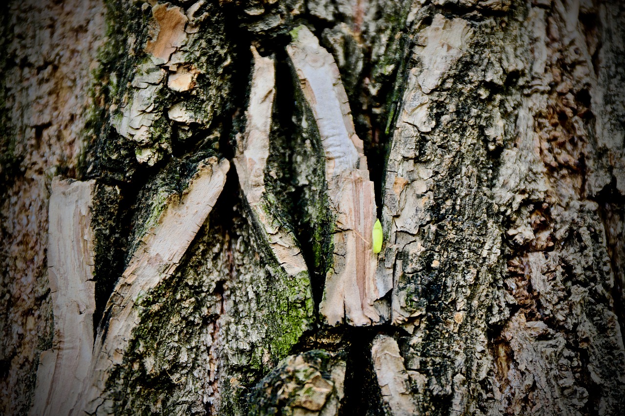 tree  green  nature free photo